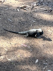 Pogona barbata