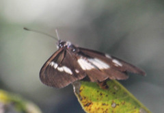 Acraea aganice