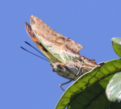 Charaxes candiope