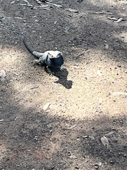 Pogona barbata