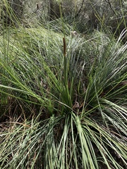 Xanthorrhoea minor lutea