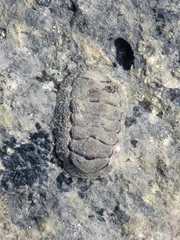 Liolophura