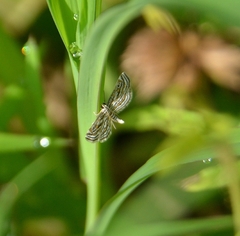 Parapoynx fluctuosalis
