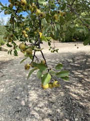 Pyrus