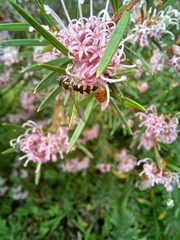 Melangyna viridiceps