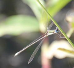 Lestes virgatus