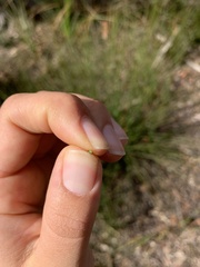 Xanthorrhoea minor lutea