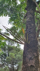 Dendrobium smillieae