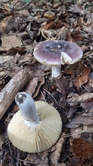 Russula caerulea
