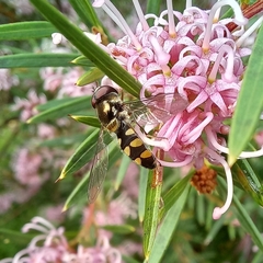 Melangyna viridiceps