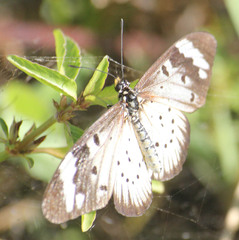 Acraea encedon encedon
