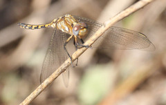 Orthetrum brachiale