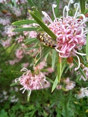 Melangyna viridiceps