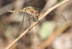 Orthetrum brachiale