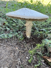 Saproamanita vittadinii