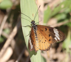 Acraea encedon encedon