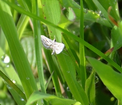 Parapoynx fluctuosalis