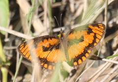 Byblia anvatara