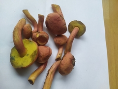 Xerocomellus armeniacus