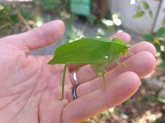 Stilpnochlora