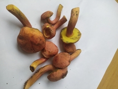 Xerocomellus armeniacus