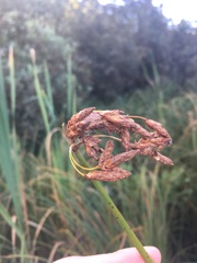 Schoenoplectus lacustris