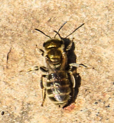 Seladonia