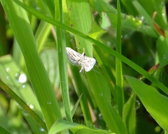 Parapoynx fluctuosalis