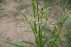 Sorghum bicolor