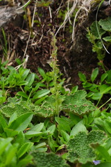 Veronica morrisonicola