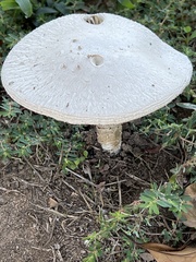 Saproamanita vittadinii