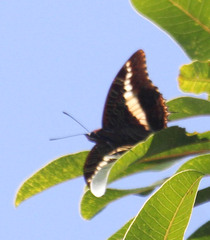 Charaxes brutus natalensis