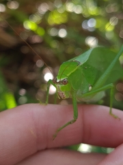 Stilpnochlora