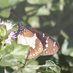 Amauris albimaculata