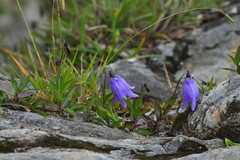 Adenophora morrisonensis