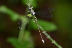 Lestes forficula
