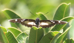 Pseudacraea lucretia
