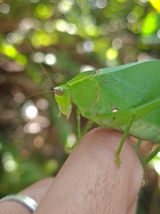 Stilpnochlora