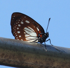 Charaxes wakefieldi