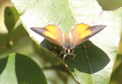 Deudorix diocles