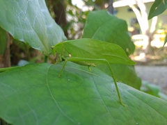 Stilpnochlora