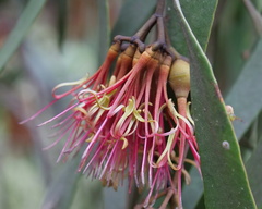 Amyema pendula pendula