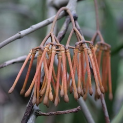 Amyema pendula pendula