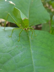 Stilpnochlora