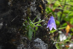 Adenophora morrisonensis