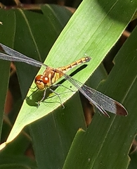 Sympetrum infuscatum