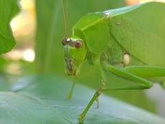 Stilpnochlora