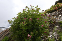 Eupatorium formosanum