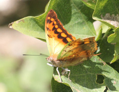 Charaxes candiope