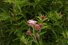 Eupatorium formosanum